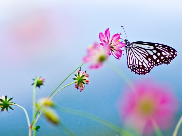 Обои цветок, бабочка, цветком, flower, butterfly разрешение 2880x1920 Загрузить