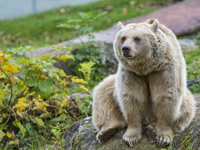 Обои взгляд, медведь, камень, ©tambako the jaguar, look, bear, stone разрешение 2880x1917 Загрузить