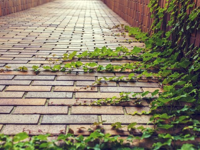 Обои зелень, кирпич, растение, брусчатка, плющ, декор, greens, brick, plant, pavers, ivy, decor разрешение 2880x1920 Загрузить