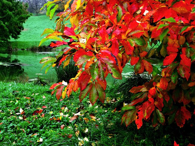 Обои трава, листья, осень, пруд, куст, grass, leaves, autumn, pond, bush разрешение 2048x1371 Загрузить