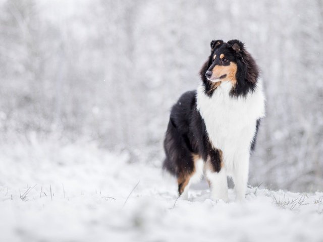 Обои снег, зима, собака, колли, шотландская овчарка, snow, winter, dog, collie, scottish shepherd разрешение 3600x2086 Загрузить
