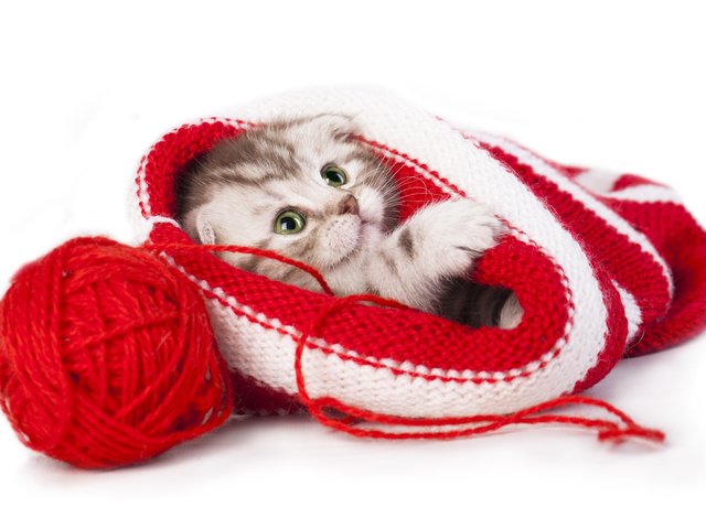 Обои котенок, шапка, клубок, малыш, нитки, скоттиш-фолд, шотландская вислоухая кошка, kitty, hat, tangle, baby, thread, scottish fold, scottish fold cat разрешение 4879x3323 Загрузить