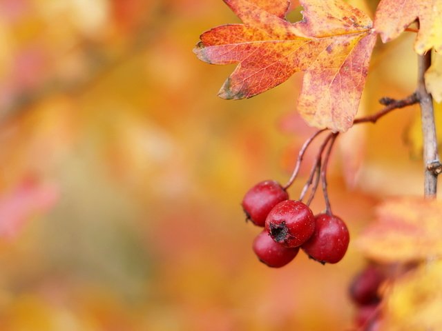 Обои осень, ягоды, плоды, боярышник, hawthorn berries, autumn, berries, fruit, hawthorn разрешение 2047x1264 Загрузить