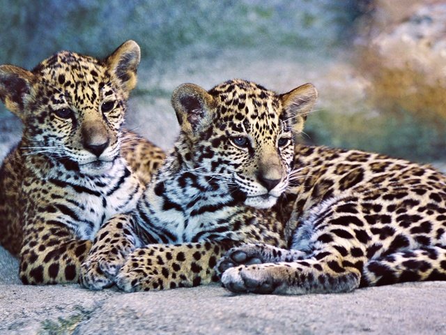 Обои животные, хищники, ягуа́р, ягуары, animals, predators, jaguar, jaguars разрешение 2880x1854 Загрузить