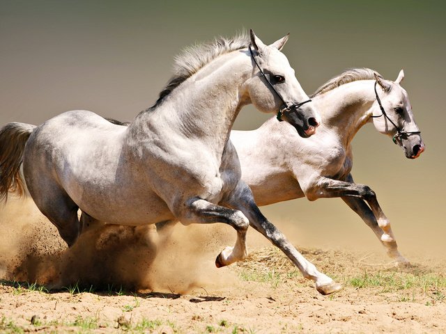 Обои пара, лошади, кони, пыль, грива, бег, копыта, красавцы, pair, horse, horses, dust, mane, running, hooves, handsome разрешение 1920x1080 Загрузить