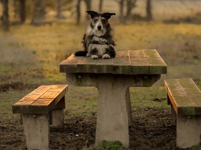 Обои взгляд, стол, собака, скамейки, друг, терьер, pogmomadra, look, table, dog, benches, each, terrier разрешение 2048x1365 Загрузить