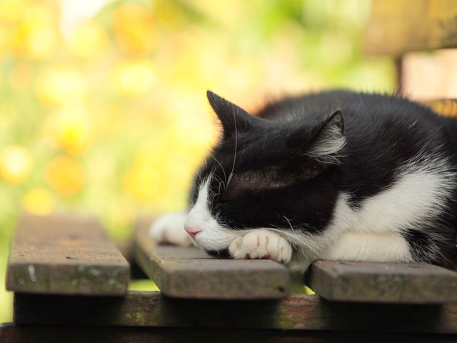 Обои фон, кошка, скамья, background, cat, bench разрешение 5184x3456 Загрузить