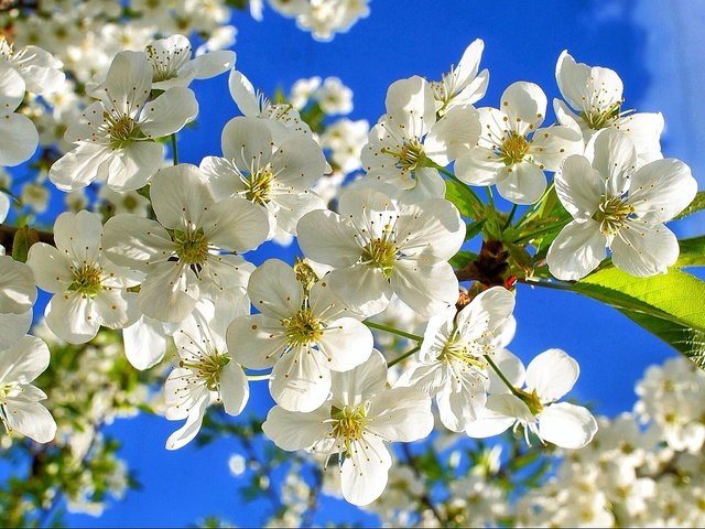 Обои небо, цветы, ветки, вишенка, флора, the sky, flowers, branches, cherry, flora разрешение 2001x1293 Загрузить