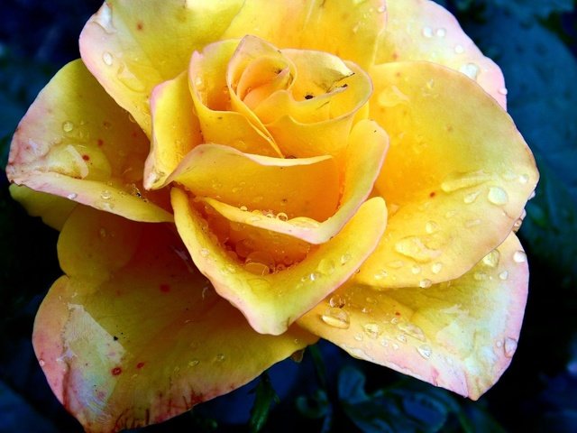 Обои капли, роза, жёлтая, drops, rose, yellow разрешение 1920x1200 Загрузить
