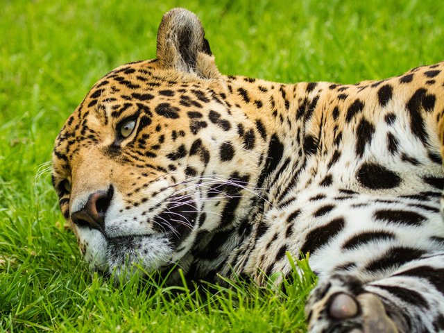 Обои морда, кошка, ягуар, face, cat, jaguar разрешение 2048x1531 Загрузить