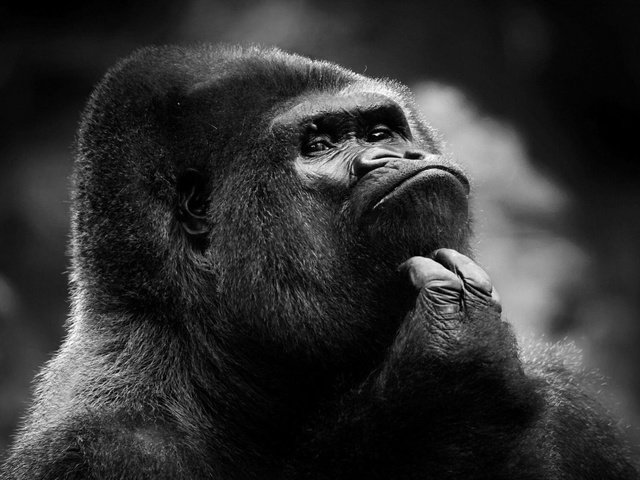 Обои взгляд, чёрно-белое, обезьяна, горилла, look, black and white, monkey, gorilla разрешение 1920x1200 Загрузить