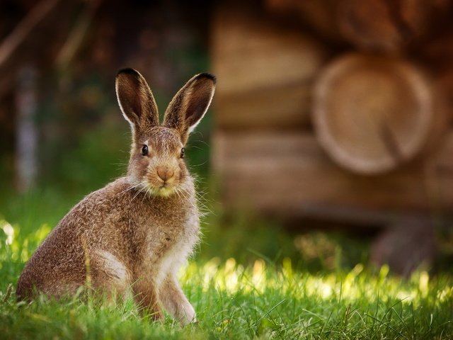 Обои трава, природа, фон, кролик, животное, заяц, grass, nature, background, rabbit, animal, hare разрешение 2047x1085 Загрузить