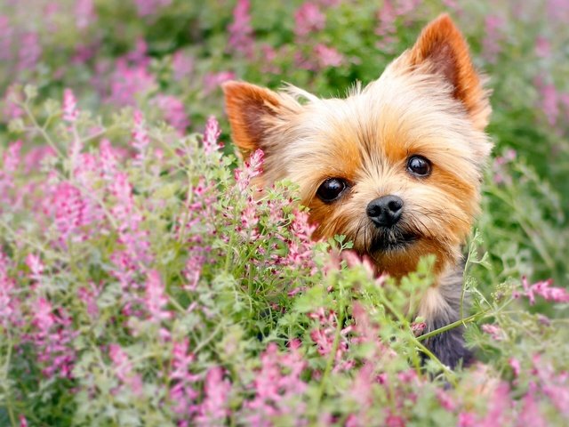 Обои цветы, взгляд, собака, мордашка, йорк, йоркширский терьер, flowers, look, dog, face, york, yorkshire terrier разрешение 1920x1442 Загрузить