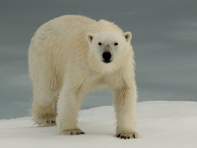 Обои животные, полярный медведь, медведь, белый медведь, animals, polar bear, bear разрешение 2880x1920 Загрузить