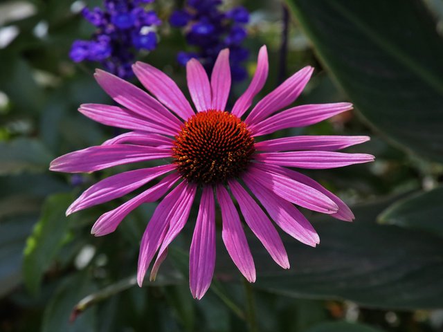 Обои цветок, растение, эхинацея, flower, plant, echinacea разрешение 2048x1365 Загрузить