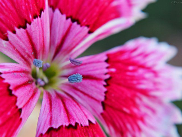 Обои макро, цветок, лепестки, гвоздика, macro, flower, petals, carnation разрешение 2048x1362 Загрузить