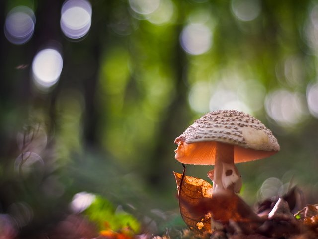 Обои природа, фон, гриб, nature, background, mushroom разрешение 1999x1292 Загрузить