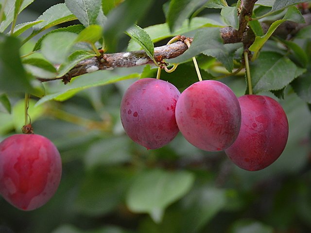 Обои ветка, дерево, листья, сливы, слива, branch, tree, leaves, plum, drain разрешение 3252x2175 Загрузить