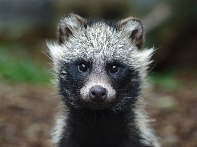 Обои мордочка, взгляд, животное, уши, малыш, енот, muzzle, look, animal, ears, baby, raccoon разрешение 4179x2786 Загрузить