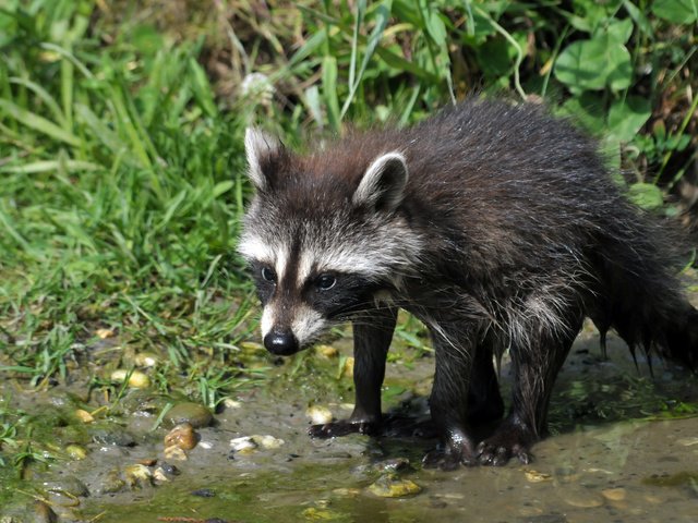 Обои трава, вода, камни, енот, детеныш, мокрый, grass, water, stones, raccoon, cub, wet разрешение 4288x2848 Загрузить