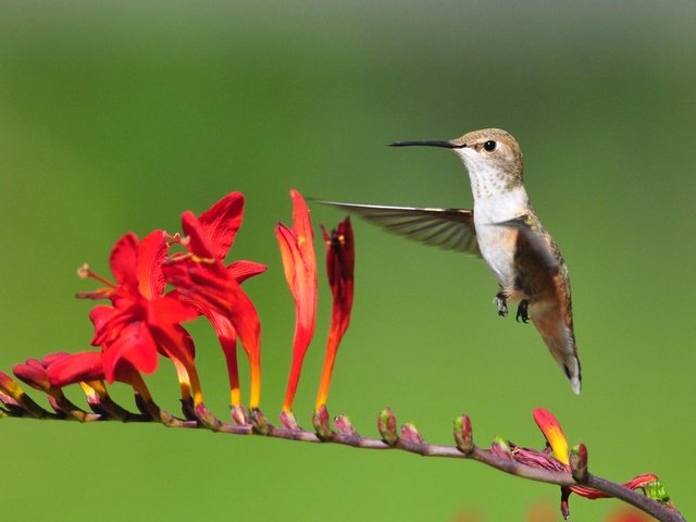 Обои цветы, полет, птица, колибри, flowers, flight, bird, hummingbird разрешение 3187x1793 Загрузить