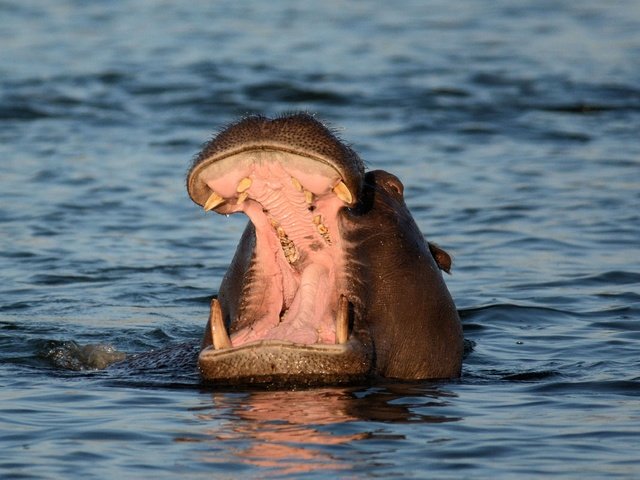 Обои морда, вода, пасть, бегемот, face, water, mouth, hippo разрешение 3735x2501 Загрузить