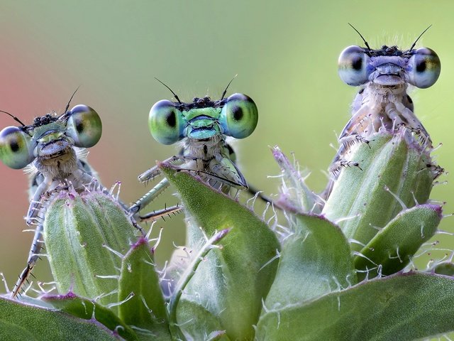 Обои природа, фон, насекомые, стрекоза, растение, стрекозы, nature, background, insects, dragonfly, plant, dragonflies разрешение 1920x1200 Загрузить