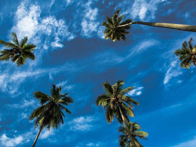 Обои небо, облака, пейзаж, пальмы, кроны, the sky, clouds, landscape, palm trees, crown разрешение 5760x3840 Загрузить