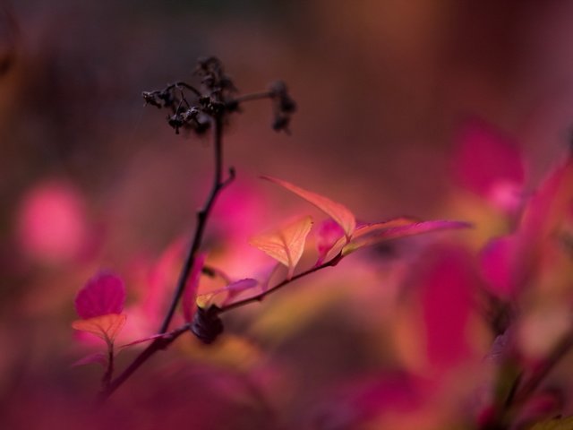 Обои ветка, фон, осень, листья. природа, branch, background, autumn, leaves. nature разрешение 2048x1367 Загрузить