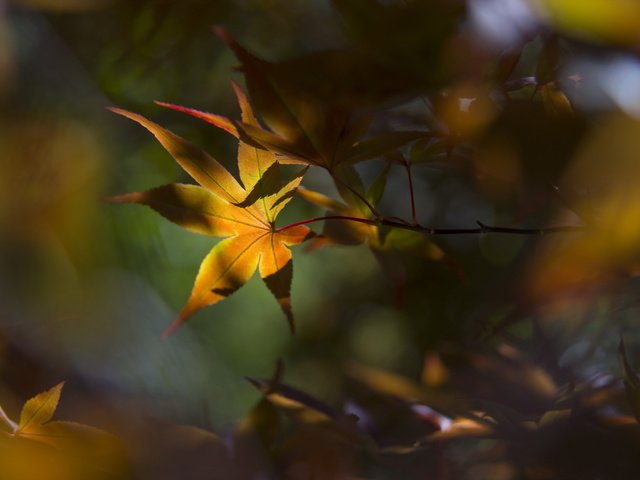 Обои природа, листья, фон, осень, nature, leaves, background, autumn разрешение 2560x1709 Загрузить