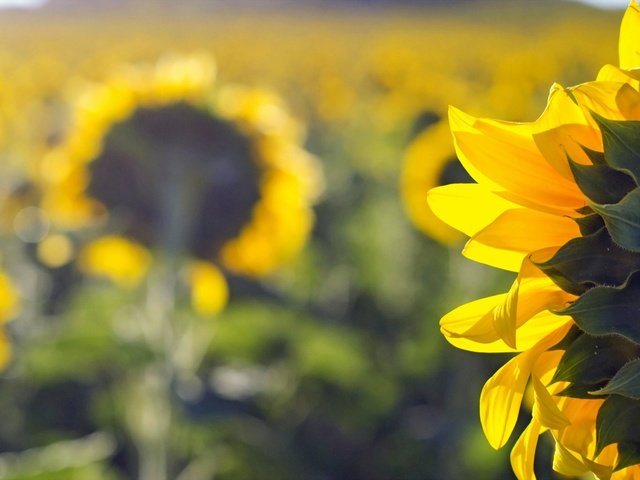 Обои природа, поле, лето, подсолнухи, nature, field, summer, sunflowers разрешение 2047x1312 Загрузить