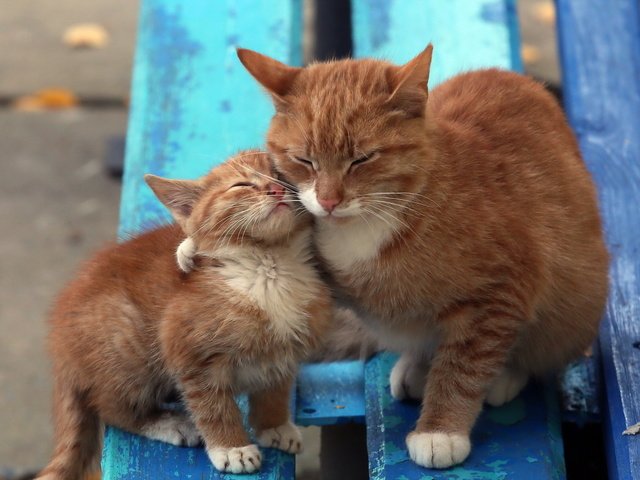 Обои фон, кошки, скамья, background, cats, bench разрешение 2560x1600 Загрузить