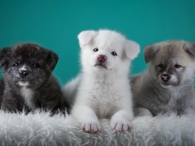 Обои щенки, собаки, трио, японская акита, puppies, dogs, trio, japanese akita разрешение 3000x1864 Загрузить