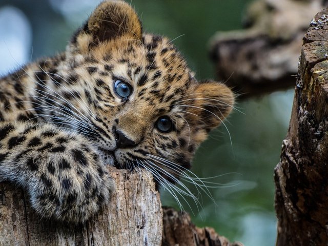 Обои взгляд, леопард, хищник, животное, окрас, детеныш, look, leopard, predator, animal, color, cub разрешение 2048x1365 Загрузить