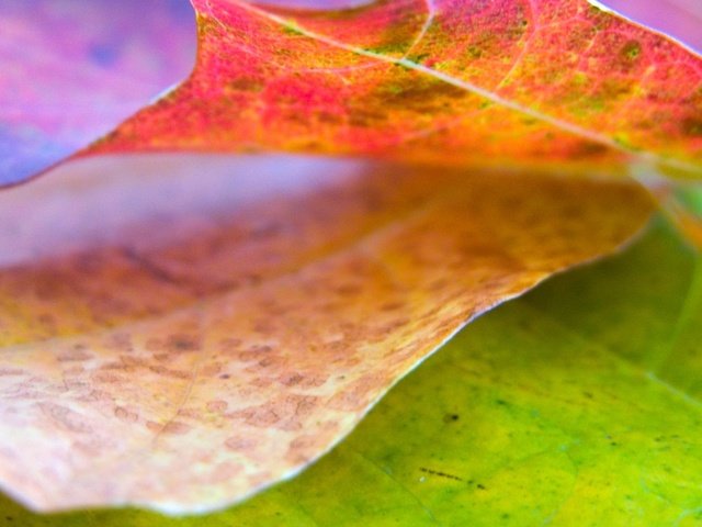 Обои природа, обои, листья, цвет, лист, nature, wallpaper, leaves, color, sheet разрешение 1920x1200 Загрузить
