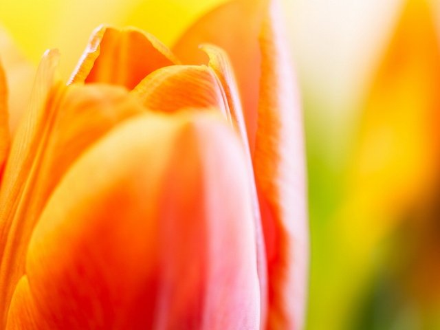 Обои цветы, макро, лепестки, краски, тюльпаны, flowers, macro, petals, paint, tulips разрешение 1920x1200 Загрузить