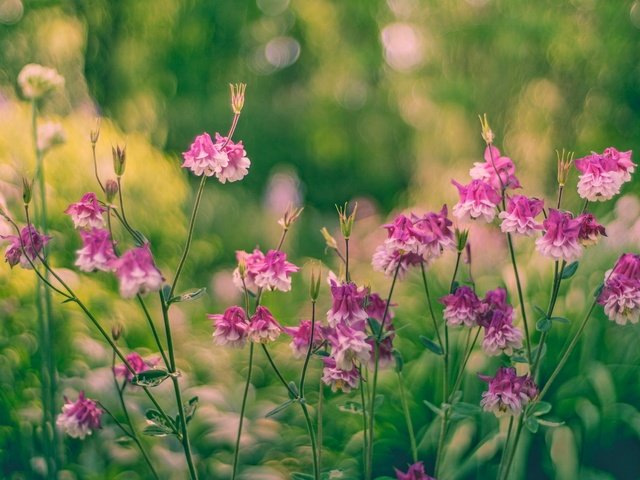 Обои цветы, бутоны, листья, стебли, боке, водосбор, flowers, buds, leaves, stems, bokeh, the catchment разрешение 2048x1365 Загрузить