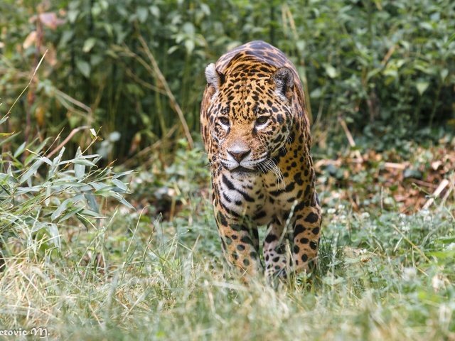 Обои хищник, ягуар, прогулка, зоопарк, дикая кошка, заросли, predator, jaguar, walk, zoo, wild cat, thickets разрешение 2048x1366 Загрузить