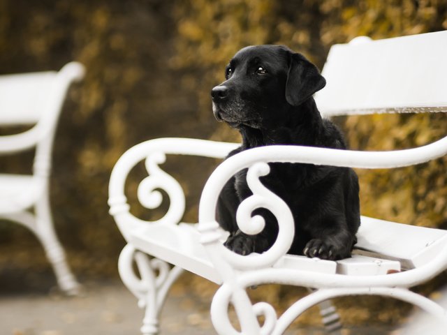 Обои осень, собака, скамейка, autumn, dog, bench разрешение 5049x3366 Загрузить