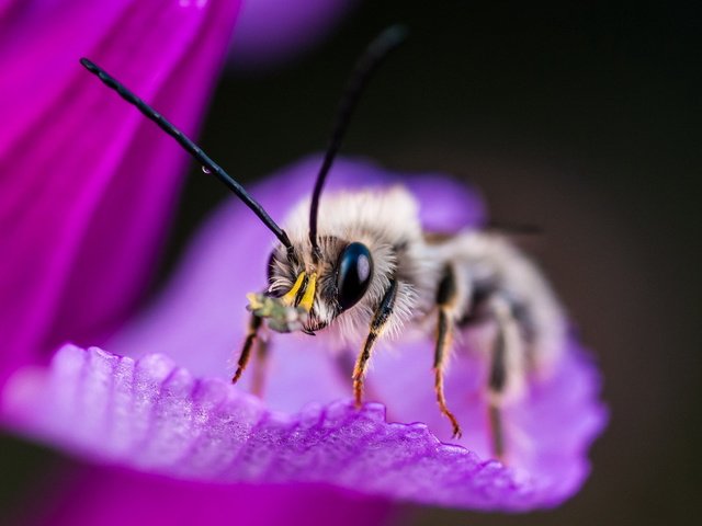 Обои макро, насекомое, фон, цветок, пчела, macro, insect, background, flower, bee разрешение 1920x1200 Загрузить