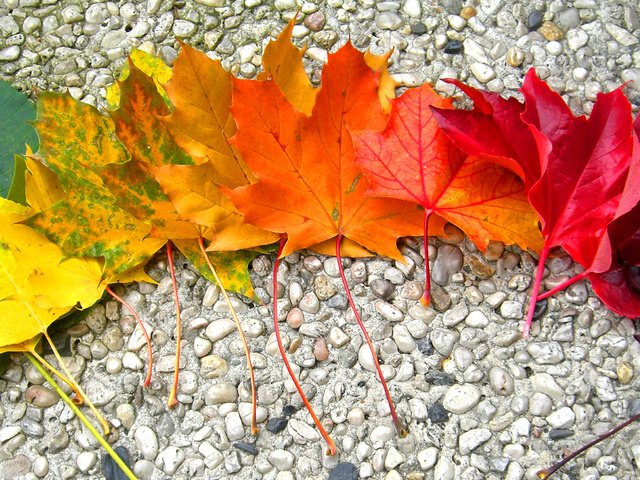 Обои камни, листья, осень, радуга, клен, stones, leaves, autumn, rainbow, maple разрешение 2968x1524 Загрузить