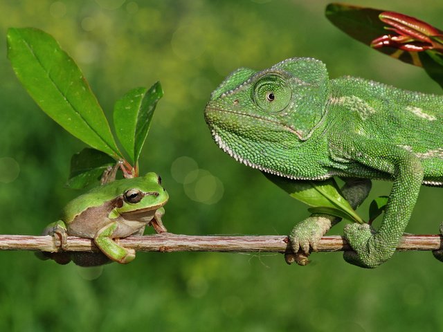 Обои ветка, лягушка, хамелеон, branch, frog, chameleon разрешение 2048x1356 Загрузить