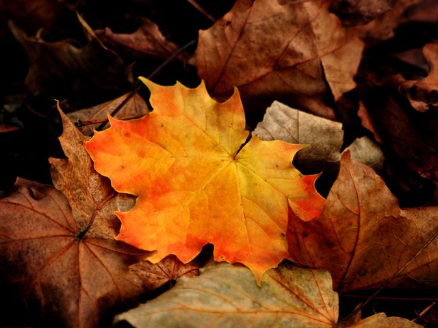 Обои листья, макро, осень, клен, leaves, macro, autumn, maple разрешение 3872x2592 Загрузить