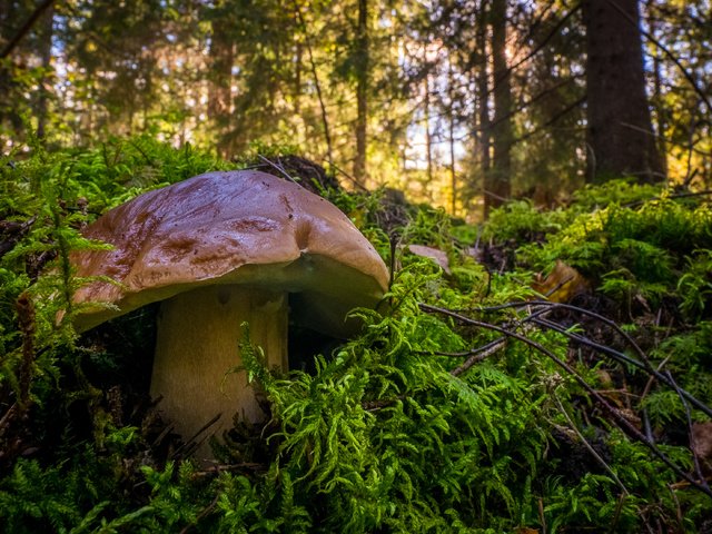 Обои деревья, природа, лес, гриб, мох, белый гриб, trees, nature, forest, mushroom, moss, white mushroom разрешение 3340x2221 Загрузить