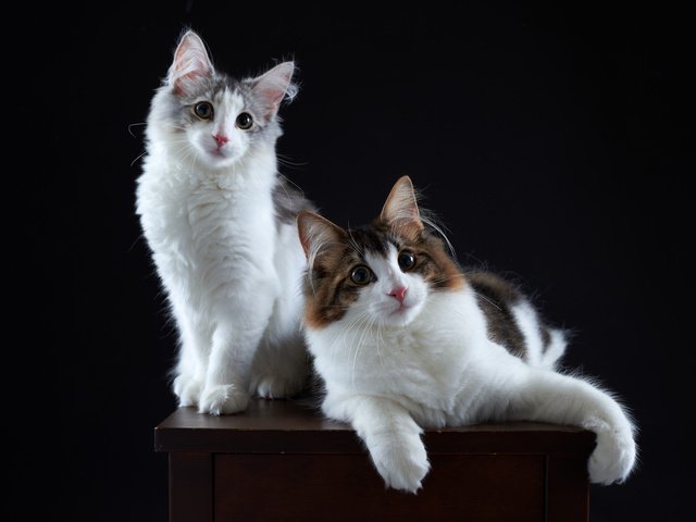 Обои фон, портрет, парочка, кошки, котята, background, portrait, a couple, cats, kittens разрешение 7151x4772 Загрузить