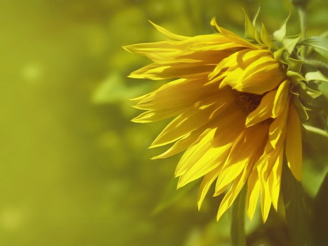 Обои природа, фон, подсолнух, nature, background, sunflower разрешение 2048x1363 Загрузить