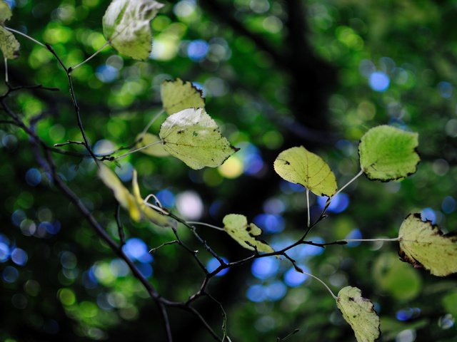 Обои дерево, зелень, листва, листики, ветвь, боке, tree, greens, foliage, leaves, branch, bokeh разрешение 2560x1600 Загрузить