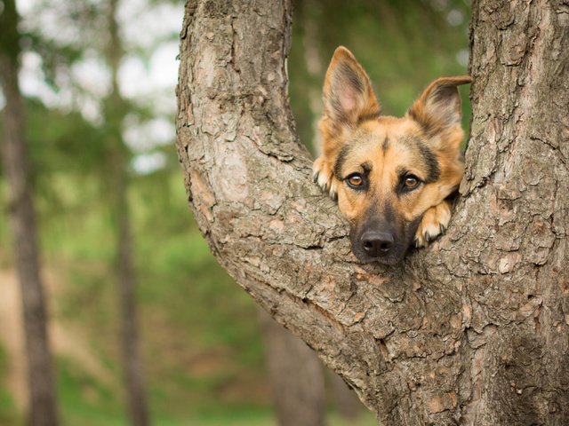 Обои дерево, взгляд, собака, друг, немецкая овчарка, tree, look, dog, each, german shepherd разрешение 4130x2678 Загрузить