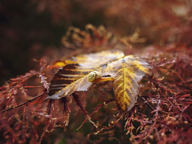 Обои природа, растения, макро, фон, осень, лист, улитка, nature, plants, macro, background, autumn, sheet, snail разрешение 1999x1230 Загрузить