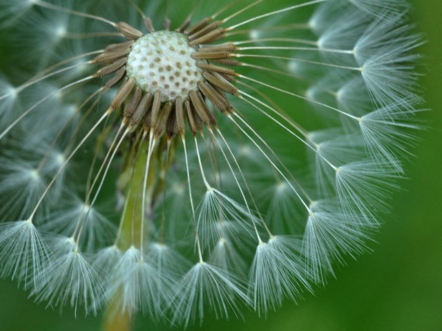 Обои природа, цветок, одуванчик, былинки, nature, flower, dandelion, blade разрешение 2048x1360 Загрузить